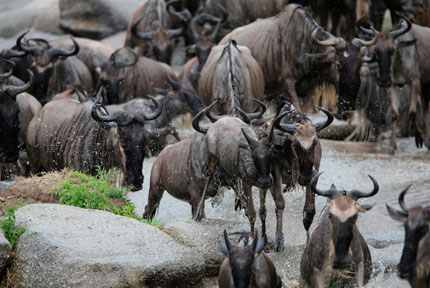 Lemala Kuria Hills Lodge - Serengeti National Park - Tanzania Luxury Safari Tented Camp