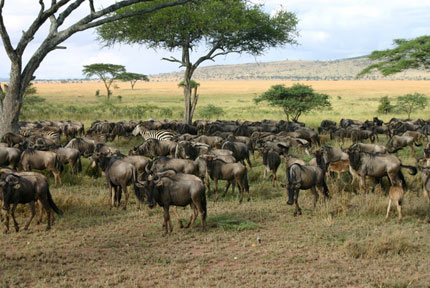 Serengeti Serena Lodge - Serengeti National Park - Tanzania Safari Lodge