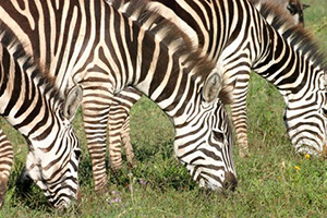 Tanzania Culture and Wildlife Safari - Africa Discovery