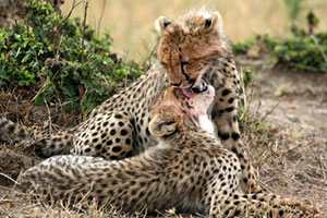 Cheetahs - Tanzania Sky Safari