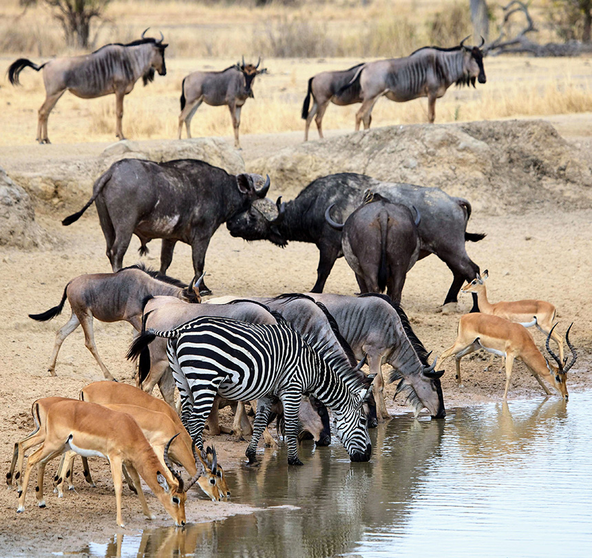 Animals around waterhole - Vuma Hills Tented Camp