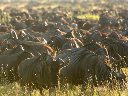 Serengeti Under Canvas - Serengeti National Park - Tanzania Tented Safari Camp