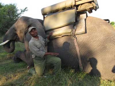 Abu Elephant Camp Trip Report, Oct 20-23 2011 - Okavango Delta, Botswana - Africa Discovery