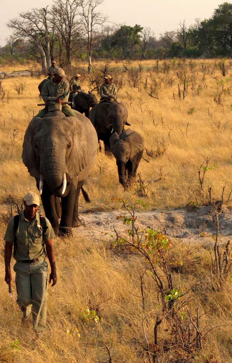Abu Elephant Camp Trip Report, Oct 20-23 2011 - Okavango Delta, Botswana - Africa Discovery