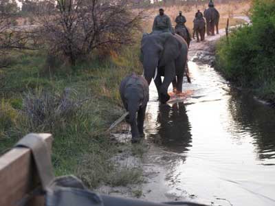 Abu Elephant Camp Trip Report, Oct 20-23 2011 - Okavango Delta, Botswana - Africa Discovery