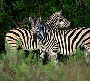 Zebras - Best of Botswana, Cape Town May 12-24 2010 Trip Report
