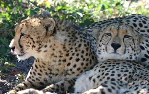 Cheetahs - Best of Botswana, Cape Town May 12-24 2010 Trip Report