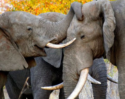 Elephant greeting