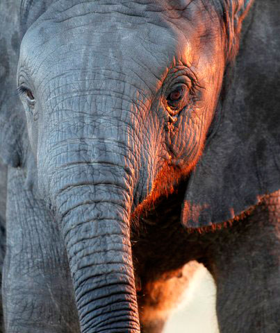 Taking elephant picture from a hide