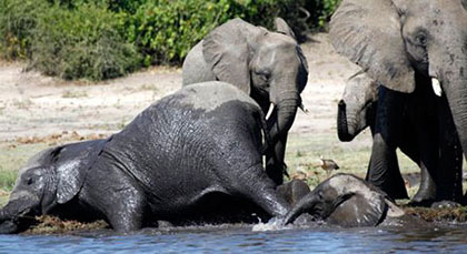 Elephants in Chobe, Botswana