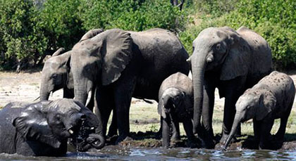 Elephants in Chobe, Botswana