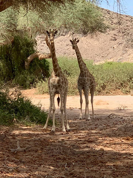 Giraffes in Hoanib Valley