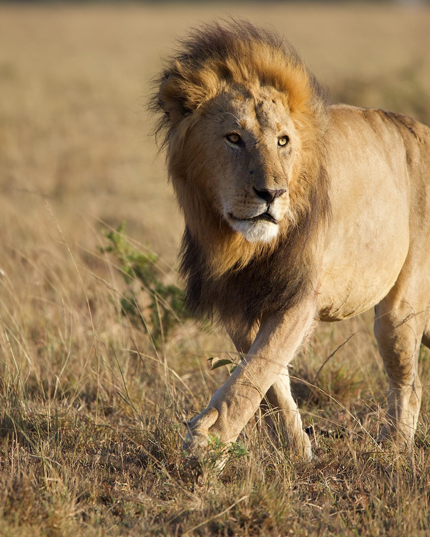 Male lion seen in Maasai Mara