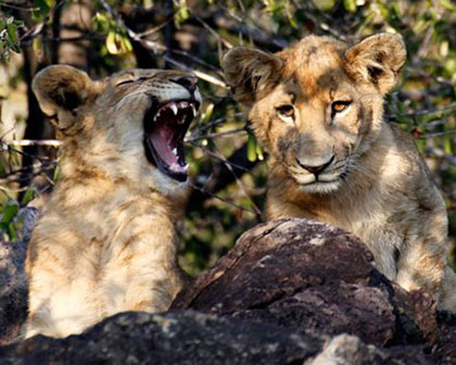 Lions at Pamushana Singita