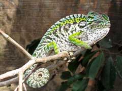 Chameleon - Madagascar, October 2-19 2011 Trip Report