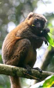 Our Golden Bamboo Lemur - Madagascar, October 2-19 2011 Trip Report