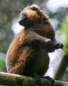 Our Golden Bamboo Lemur - Madagascar, October 2-19 2011 Trip Report
