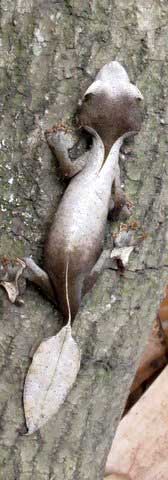 Leaf Tail Gecko - Madagascar, October 2-19 2011 Trip Report