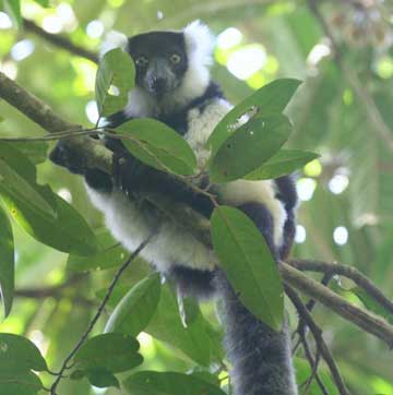 Madagascar, October 2-19 2011 Trip Report