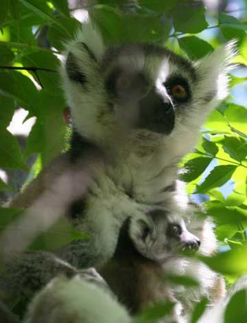 Brown Lemurs - Madagascar, October 2-19 2011 Trip Report
