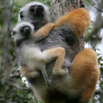 Golden Sifaka - Madagascar, October 2-19 2011 Trip Report