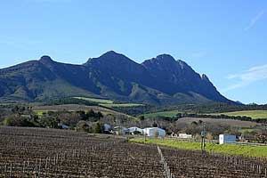 Vinyard in South Africa Safari