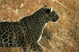 Leopard in South Africa and Namibia Safari with Africa Discovery