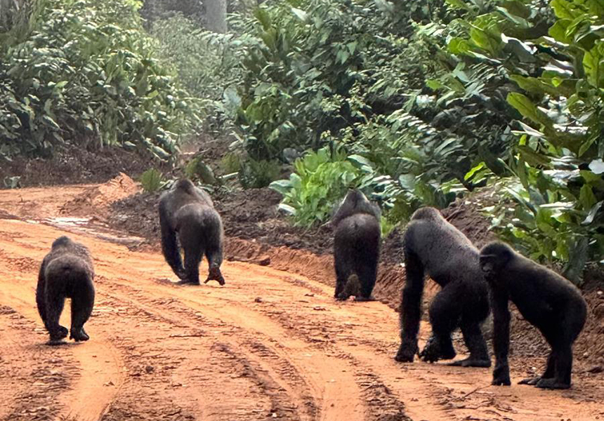 Gorilla trekking - Republic of the Congo, February 2026 Trip Report
