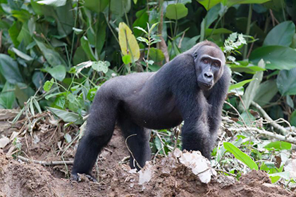Gorilla trekking - Republic of the Congo, February 2026 Trip Report
