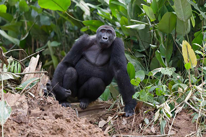 Gorilla trekking - Republic of the Congo, February 2026 Trip Report