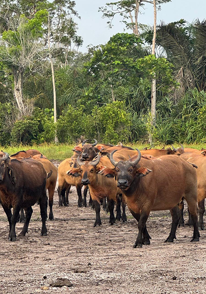 Cows - Republic of the Congo, February 2026 Trip Report