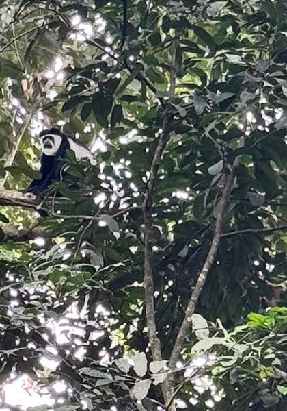 Monkey - Republic of the Congo, February 2026 Trip Report