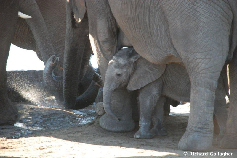 Best of Zimbabwe and Botswana May 12 – 25 2014 Trip Report