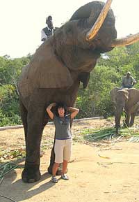 Elephants in Kruger National Park