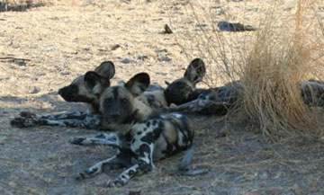 Private and remote Tanzania October 10-20 2012 Trip Report