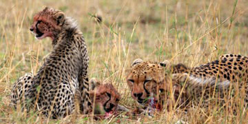 Private and remote Tanzania October 10-20 2012 Trip Report