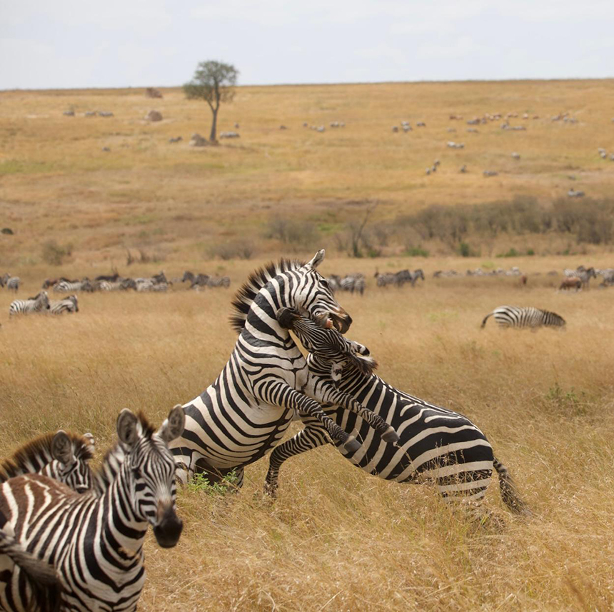 Zebras seen in Maasai Mara