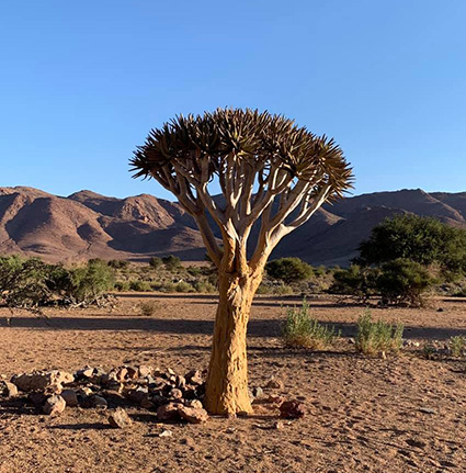 desert plant