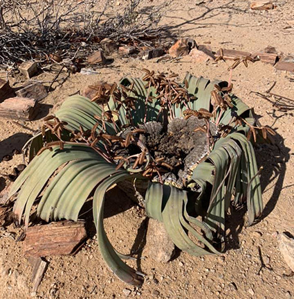 desert plant