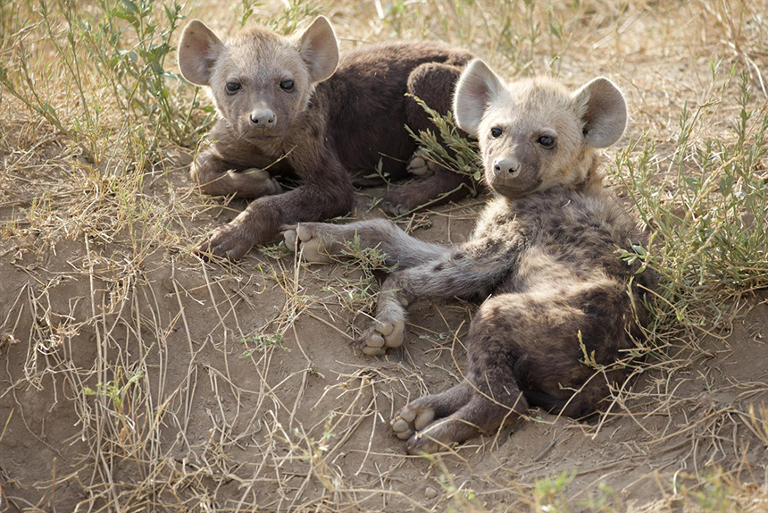 Hyena pups