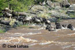The river crossing of the Wildebeest in Kenya Safari
