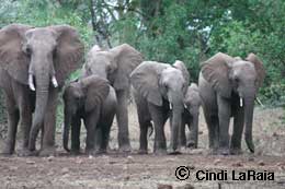 Herds of elephants in Kenya Safari