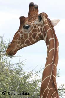 A giraffe seen in Kenya Safari
