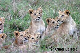 A lion Family in Kenya Safari