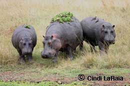 A hippo family in Kenya Safari