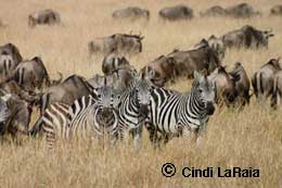 Zebra migration in Kenya Safari
