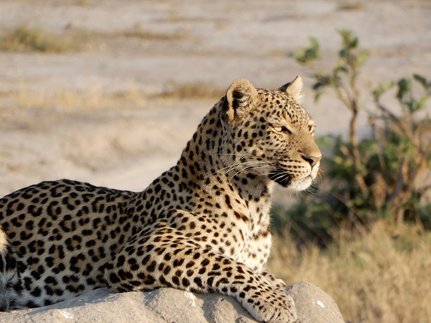 Leopard in Botswana