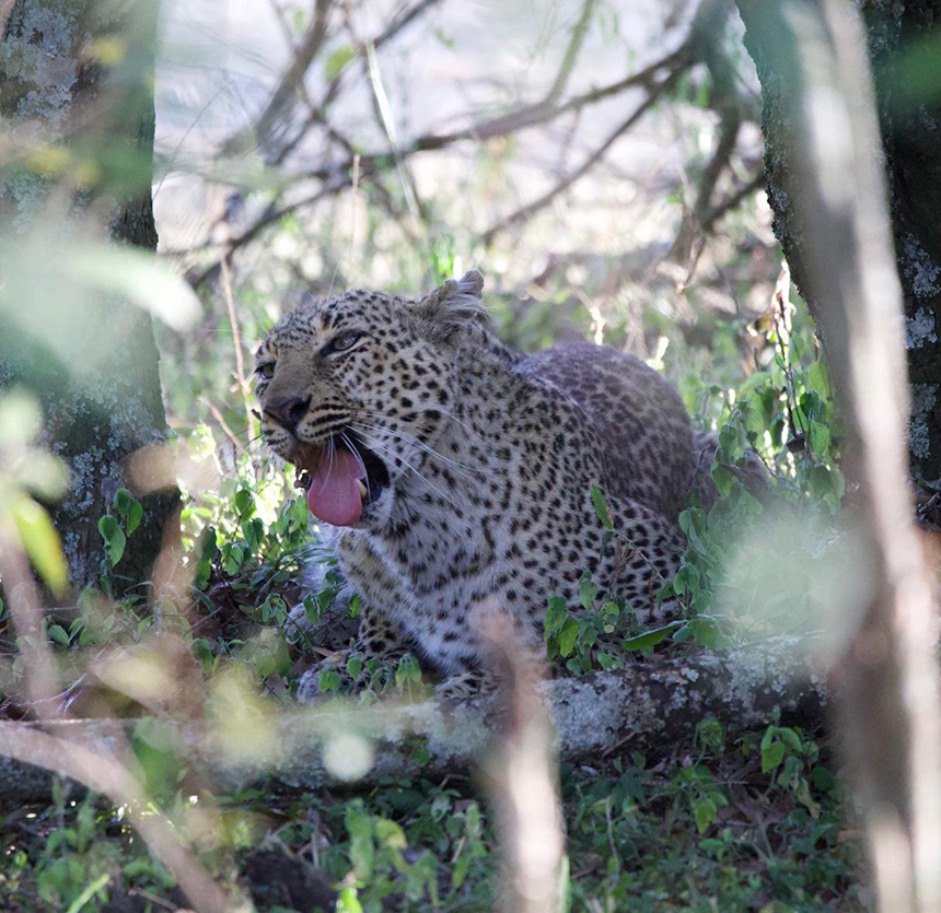 Leopard spotted in Maasai Mara