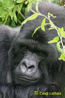 A silver back gorilla in Rwanda Safari