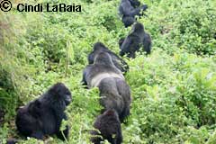 Gorillas in Rwanda Safari